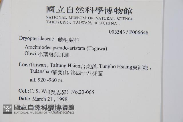 小葉複葉耳蕨藏品圖，第2張