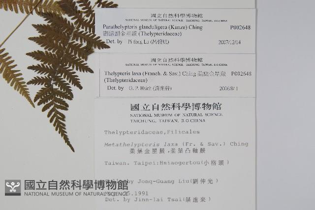 密腺副金星蕨藏品圖，第2張