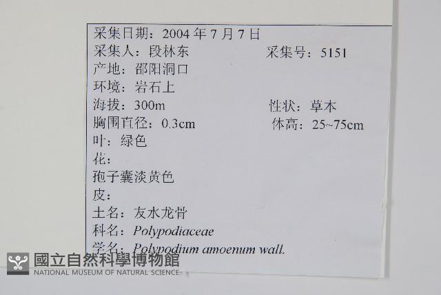 阿里山水龍骨藏品圖，第2張