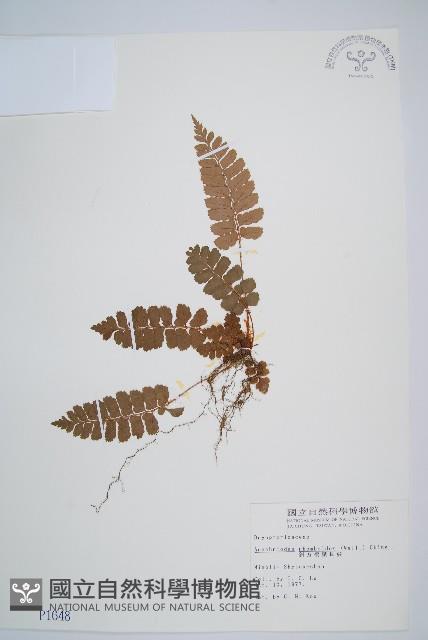 斜方複葉耳蕨藏品圖，第1張