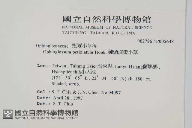 鈍頭瓶爾小草、狹葉瓶爾小草藏品圖，第2張