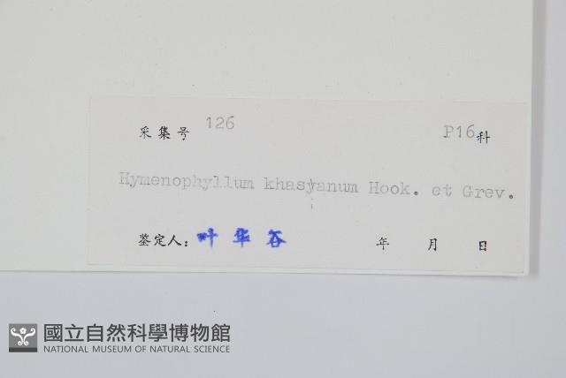 頂果膜蕨藏品圖，第2張