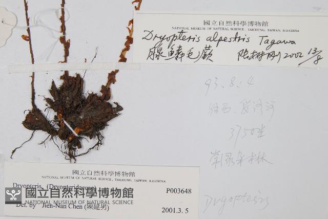 腺鱗毛蕨藏品圖，第2張