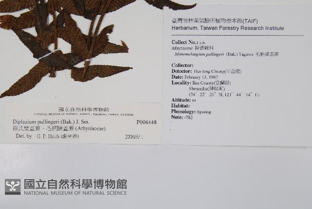 樸氏雙蓋蕨、毛柄蹄蓋蕨藏品圖，第2張