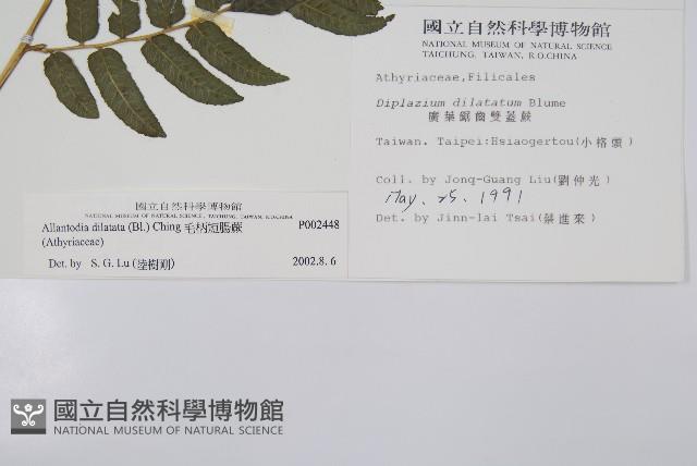 毛柄短腸蕨藏品圖，第2張