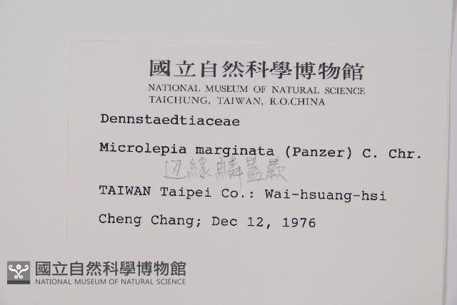 邊緣鱗蓋蕨藏品圖，第2張