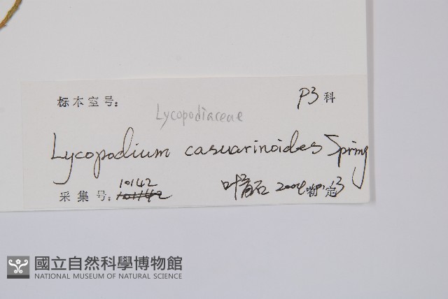 木賊葉石松藏品圖，第2張