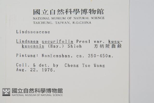 方柄陵齒蕨藏品圖，第2張