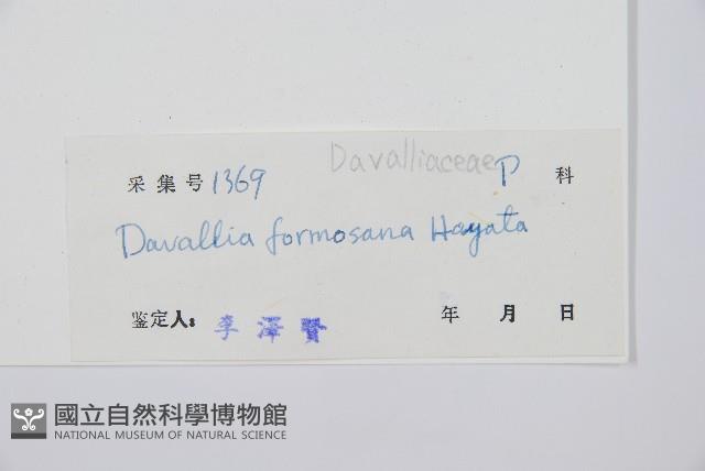 大葉骨碎補、台灣骨碎補、骨碎補藏品圖，第2張