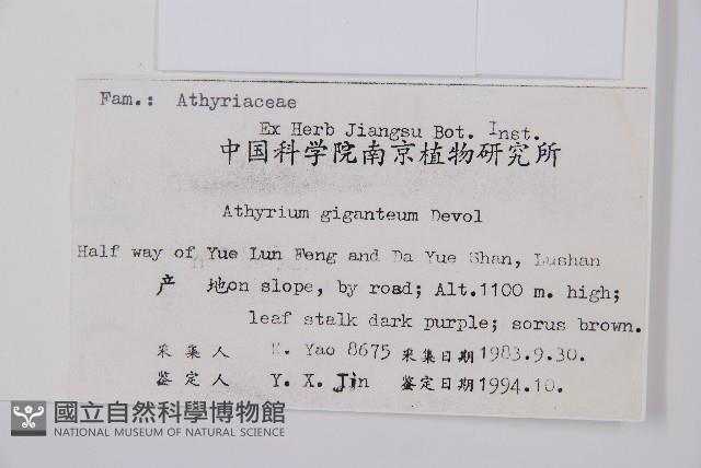 修株蹄蓋蕨藏品圖，第2張