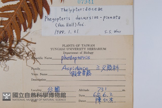 翅軸假金星蕨、短柄卵果蕨藏品圖，第2張