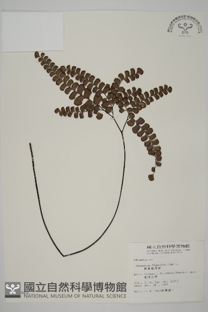 扇葉鐵線蕨藏品圖，第1張