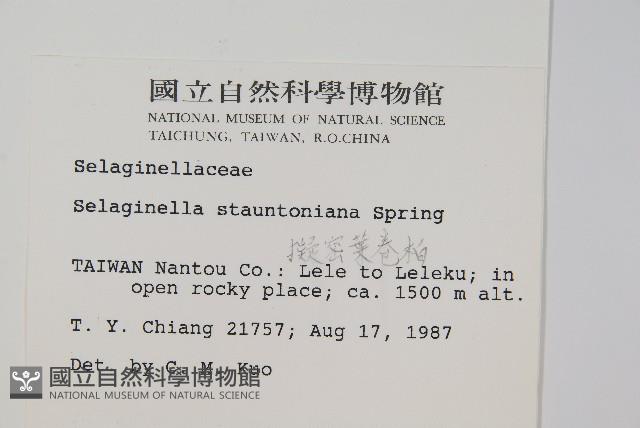 擬密葉卷柏藏品圖，第2張