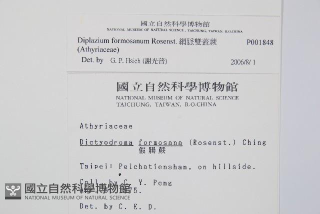 網脈雙蓋蕨藏品圖，第2張