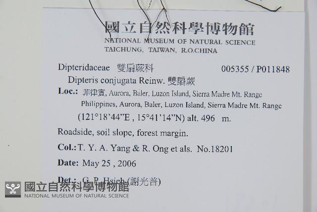 雙扇蕨藏品圖，第2張