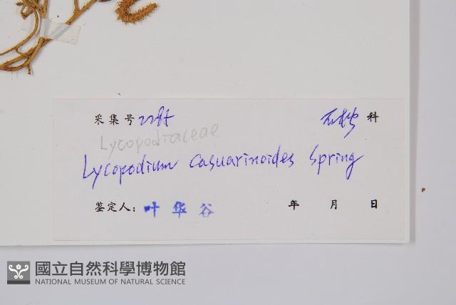 木賊葉石松藏品圖，第2張