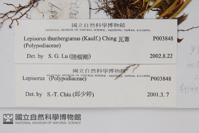 瓦葦藏品圖，第2張