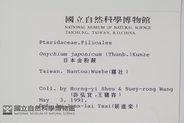 日本金粉蕨藏品圖，第2張