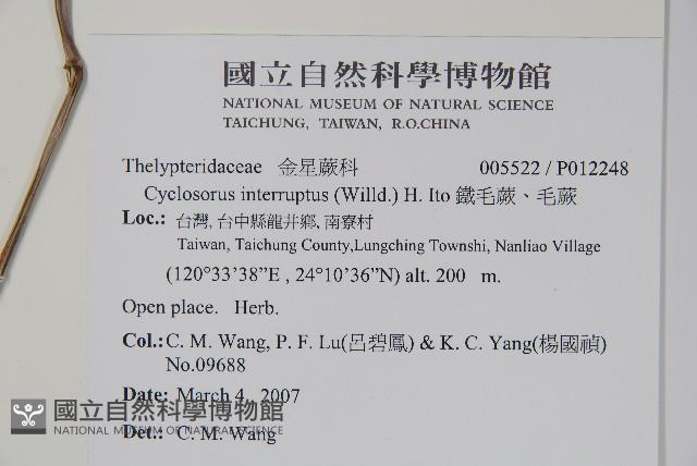 鐵毛蕨、毛蕨藏品圖，第2張