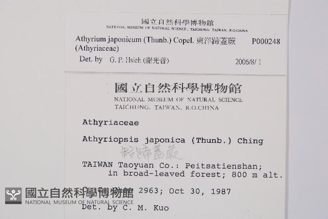 東洋蹄蓋蕨藏品圖，第2張