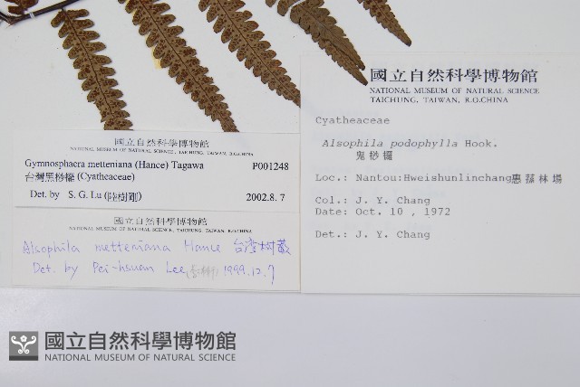 台灣黑桫欏藏品圖，第2張
