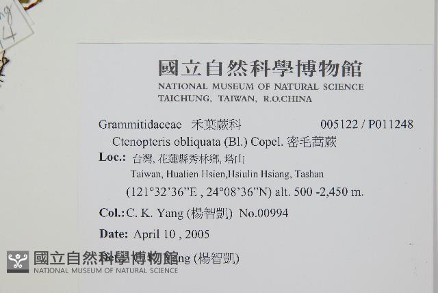 密毛蒿蕨藏品圖，第2張