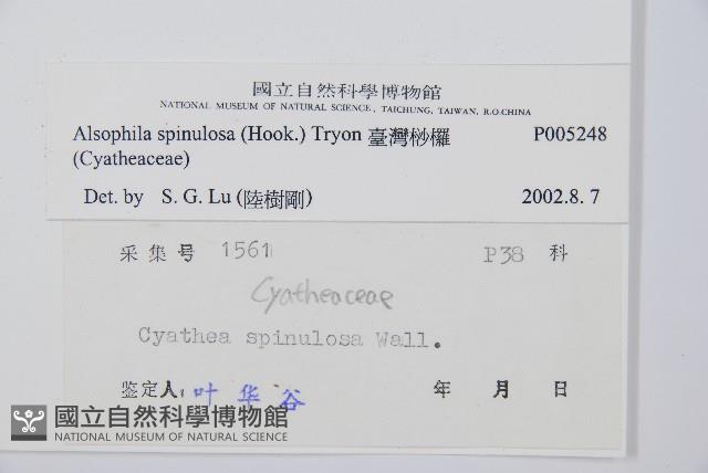 臺灣桫欏藏品圖，第2張