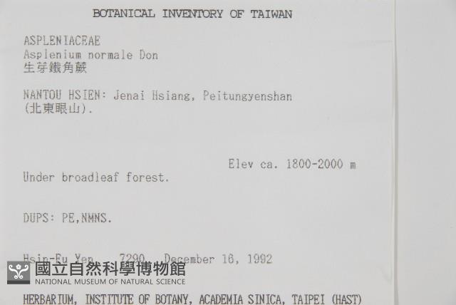 生芽鐵角蕨藏品圖，第2張