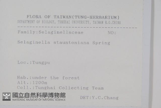 擬密葉卷柏藏品圖，第2張