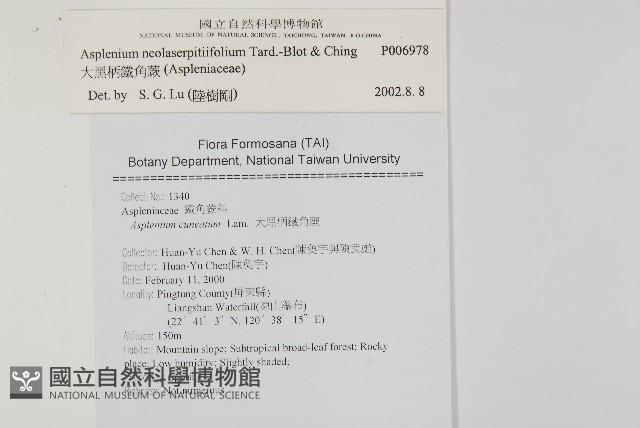 大黑柄鐵角蕨、黃鱗鐵角蕨、大羽鐵角蕨藏品圖，第2張