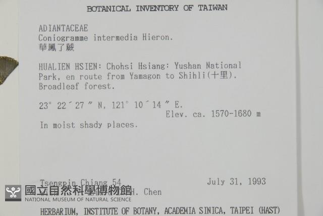 華鳳丫蕨藏品圖，第2張