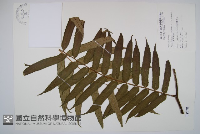 觀音座蓮藏品圖，第1張