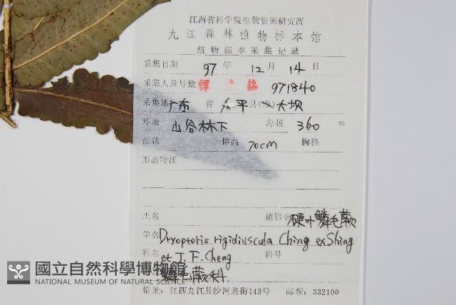 硬葉鱗毛蕨藏品圖，第2張