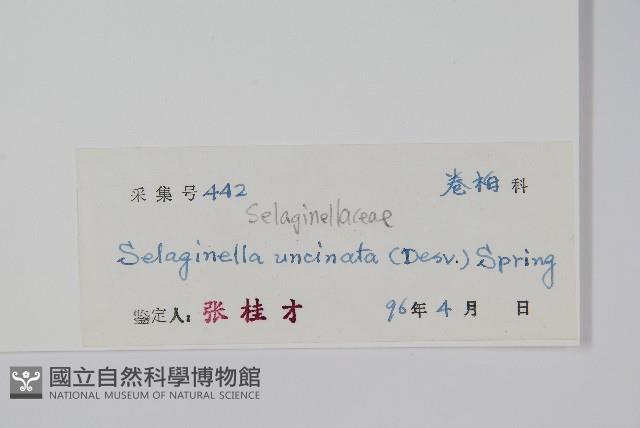 疏葉卷柏藏品圖，第2張