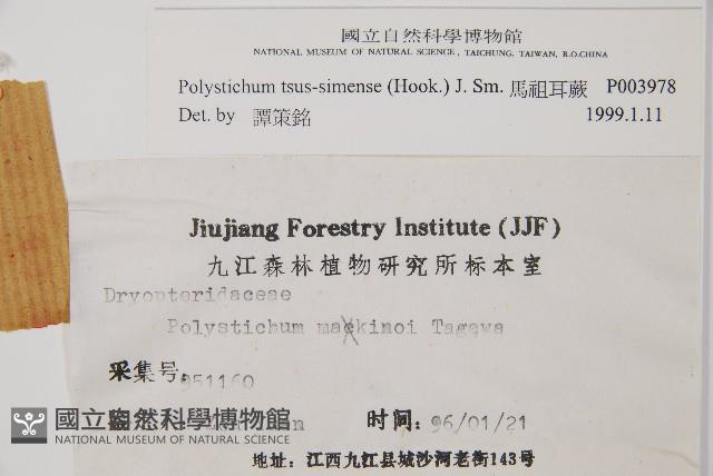 馬祖耳蕨藏品圖，第1張