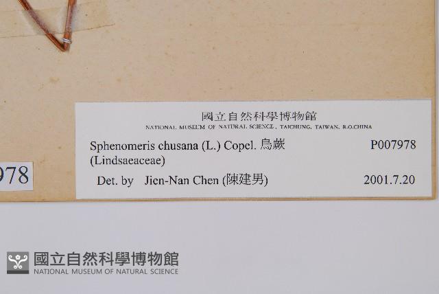 烏蕨藏品圖，第2張