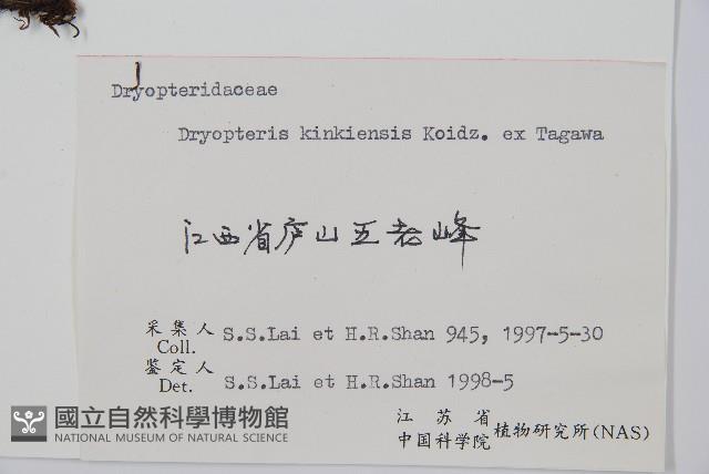 金鶴鱗毛蕨藏品圖，第2張