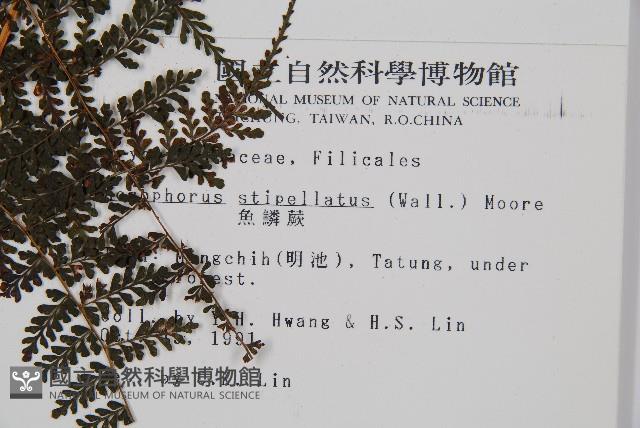 魚鱗蕨藏品圖，第2張