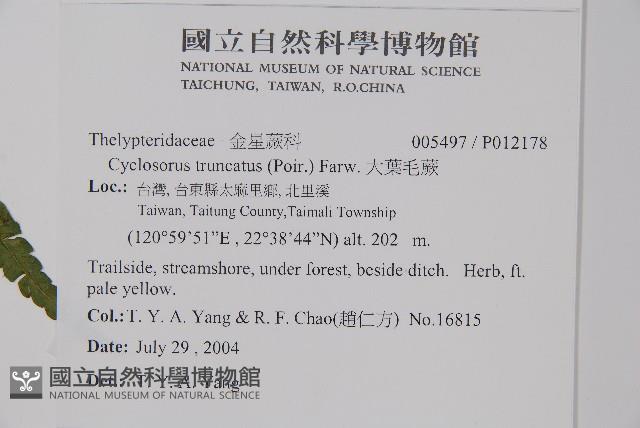 大葉毛蕨藏品圖，第2張