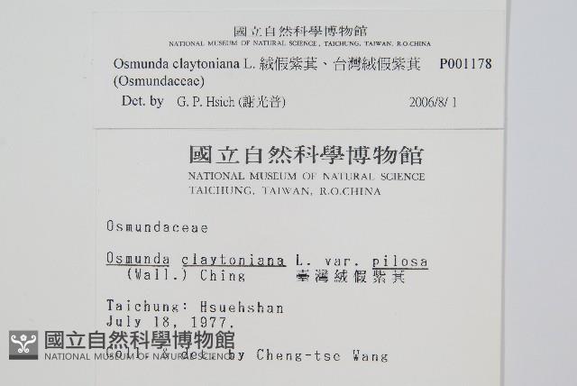 絨假紫萁、台灣絨假紫萁藏品圖，第2張