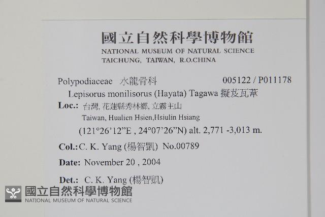 擬芨瓦葦藏品圖，第2張