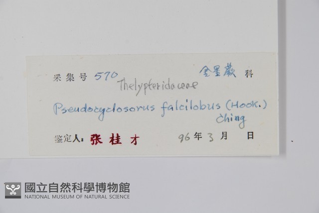 鐮形假毛蕨藏品圖，第2張