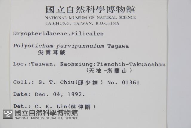 尖葉耳蕨藏品圖，第2張