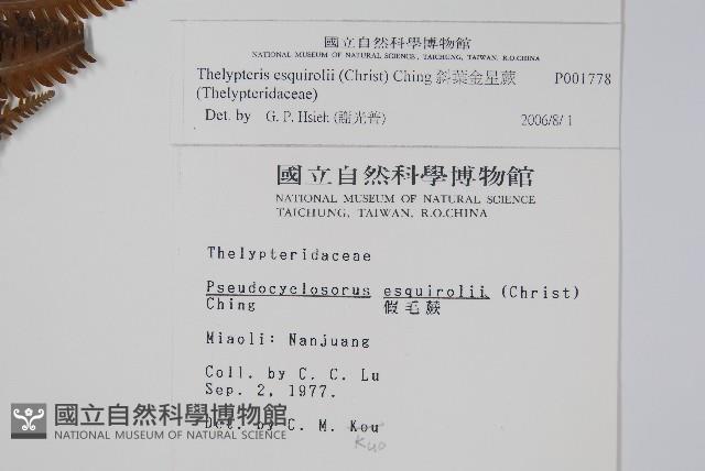 斜葉金星蕨藏品圖，第2張