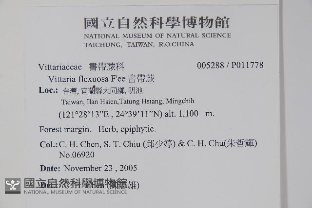 書帶蕨藏品圖，第2張