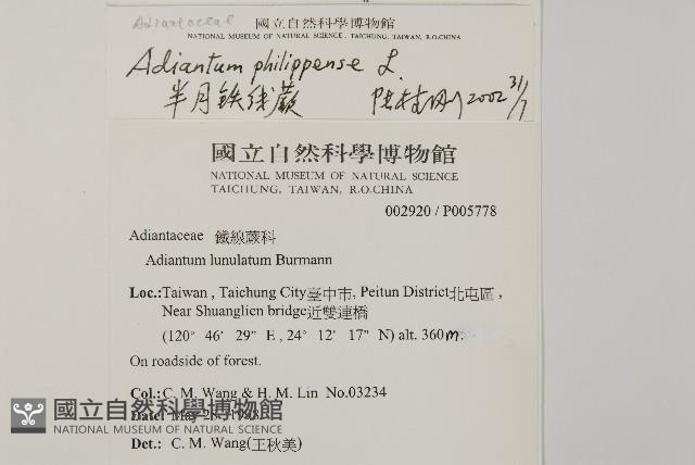 半月形鐵線蕨藏品圖，第2張