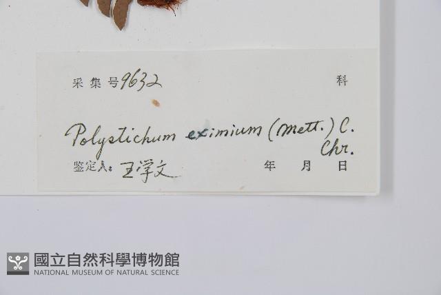 阿里山耳蕨藏品圖，第2張