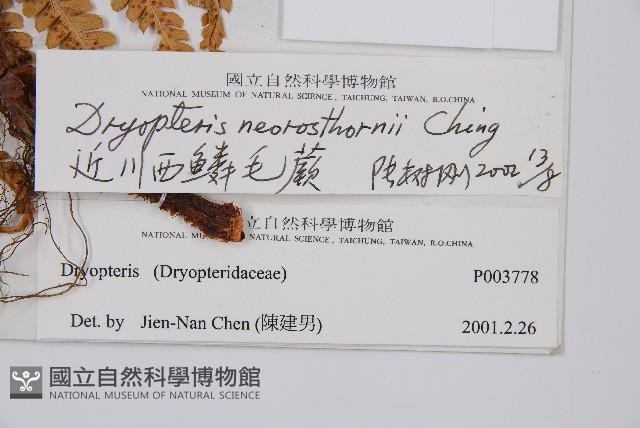 近川西鱗毛蕨藏品圖，第2張