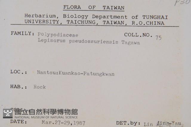 擬烏蘇里瓦葦藏品圖，第2張