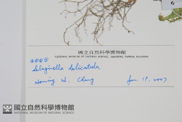 異葉卷柏藏品圖，第2張